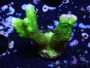 WYSIWYG- Montipora digitata grün