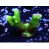 WYSIWYG- Montipora digitata vert