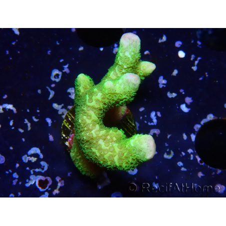 WYSIWYG - Montipora digitata verde