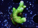 WYSIWYG- Montipora digitata vert