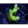 WYSIWYG- Montipora digitata grün