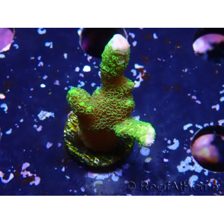 WYSIWYG - Montipora digitata grün