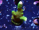 WYSIWYG - Montipora digitata grün