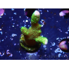 WYSIWYG- Montipora digitata vert 1N6