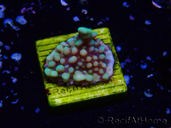 WYSIWYG Montipora undata