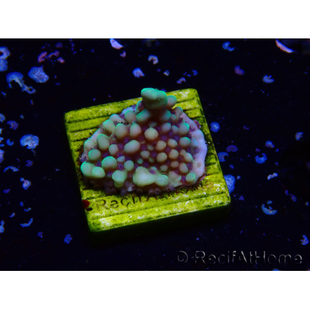 WYSIWYG Montipora undata