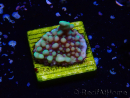 WYSIWYG Montipora undata 1O4