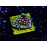 WYSIWYG Montipora undata