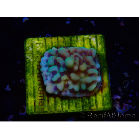 WYSIWYG Montipora undata