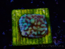 WYSIWYG Montipora undata