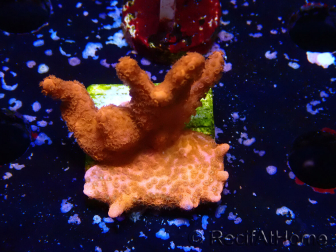 WYSIWYG montipora rossa cresce rossa
