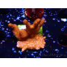 WYSIWYG montipora rossa cresce rossa