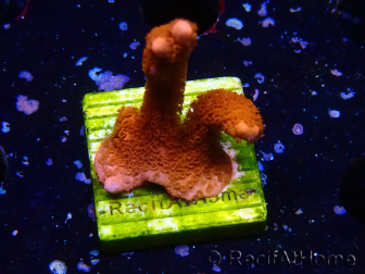 WYSIWYG Montipora rot wächst rot