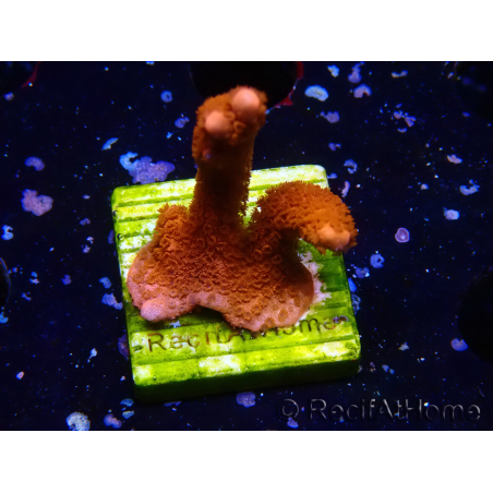 WYSIWYG montipora rosso cresce rosso
