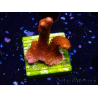 WYSIWYG Montipora rot wächst rot