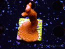 WYSIWYG Montipora rosso crescita rossa