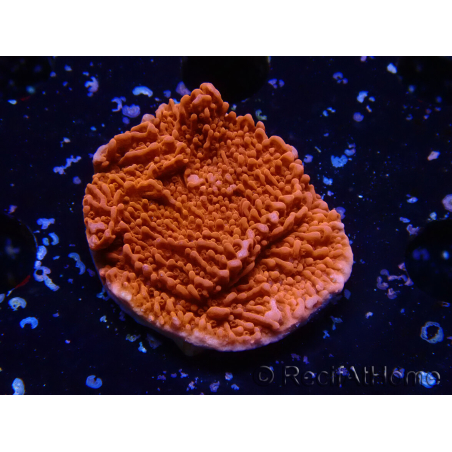 WYSIWYG Montipora Plateau Rouge 1P4