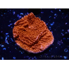 WYSIWYG Montipora Plateau Rouge 1P4