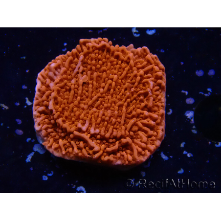 WYSIWYG Montipora Plateau Rosso