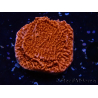 WYSIWYG Montipora Meseta Roja