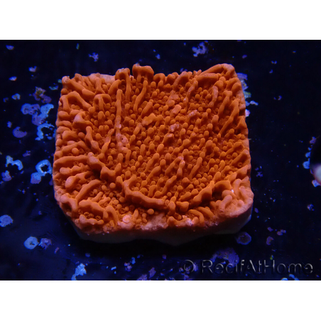 WYSIWYG Montipora Plateau Rouge