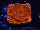 WYSIWYG Montipora Plateau Rouge