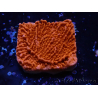 WYSIWYG Montipora Plateau Rouge
