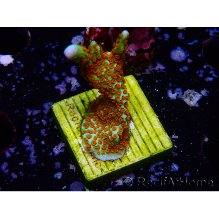 WYSIWYG Montipora Fire Forest
