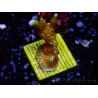 WYSIWYG Montipora Fire Forest