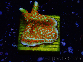 WYSIWYG Montipora Fire Forest