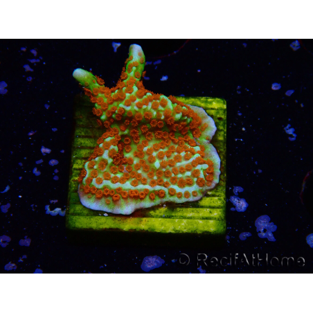 WYSIWYG Montipora Fire Forest