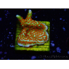 WYSIWYG Montipora Fire Forest