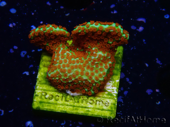 WYSIWYG Montipora Fire Forest