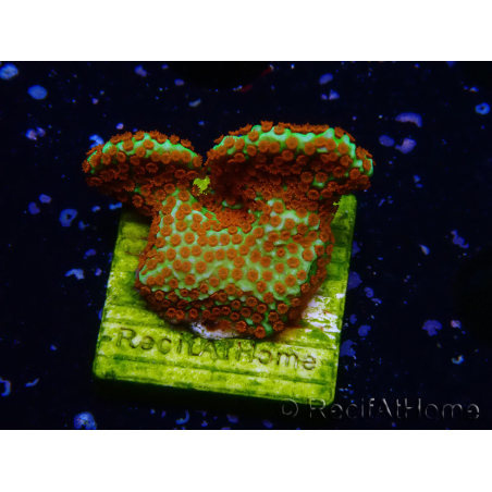 WYSIWYG Montipora Fire Forest