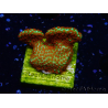 WYSIWYG Montipora Foresta di Fuoco