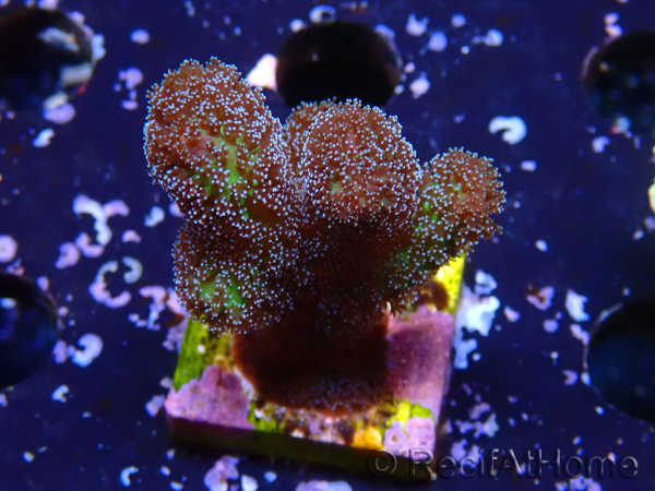 WYSIWYG Stylophora Rosada