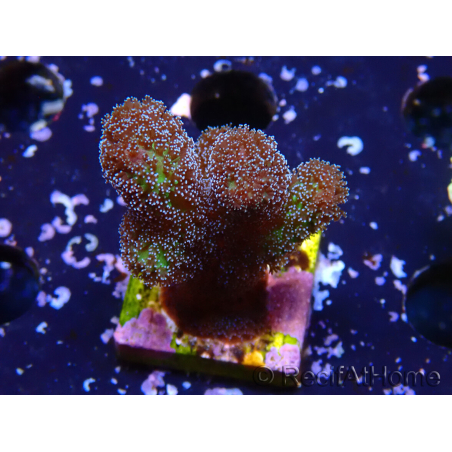 WYSIWYG Stylophora Pinkish
