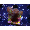 WYSIWYG Stylophora Pinkish