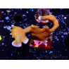 WYSIWYG Montipora digitata