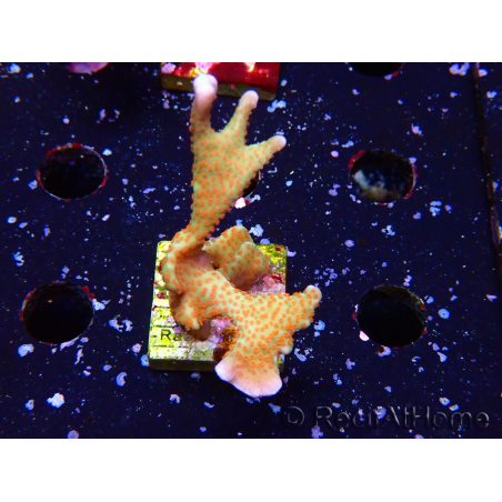 WYSIWYG Montipora digitata
