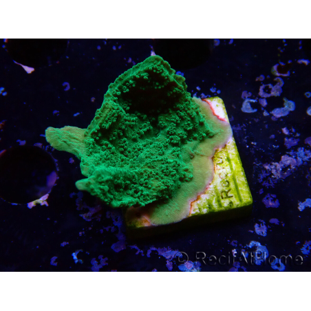WYSIWYG Montipora Plateau Grün Apfel