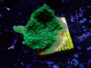 WYSIWYG Montipora Plateau Verde Mela