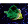 WYSIWYG Montipora Plateau Grün Apfel