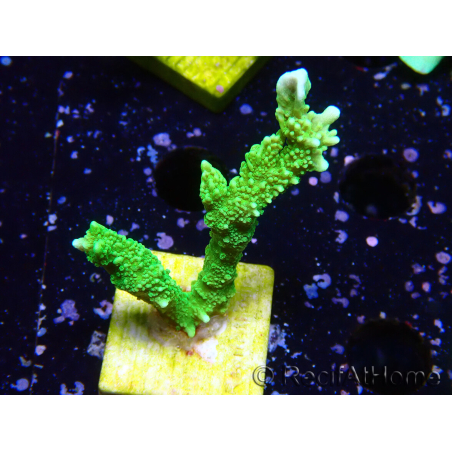 WYSIWYG Montipora stellata 1S3