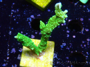 WYSIWYG Montipora stellata 1S3