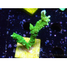 WYSIWYG Montipora stellata