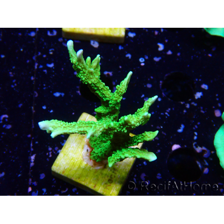 WYSIWYG Montipora stellata