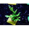 WYSIWYG Montipora stellata