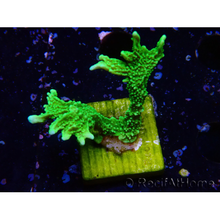 WYSIWYG Montipora stellata
