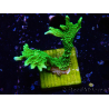 WYSIWYG Montipora stellata